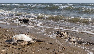 На Актюбинском водохранилище массово гибнут рыбы и птицы
