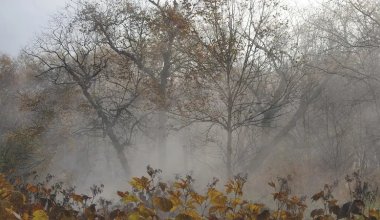 Заморозки и туманы ожидаются в Казахстане