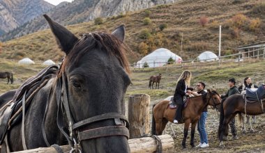 «Уставшие и изнеможенные»: казахстанка пожаловалась на состояние лошадей на Кольсае