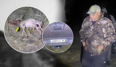Спасибо, что живой: почему егерь из СКО ищет управу на браконьеров в СМИ