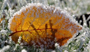 Настоящие заморозки ударят по Казахстану 16 октября