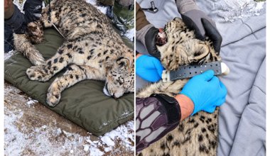 В горах Казахстана поймали снежного барса и надели ему ошейник