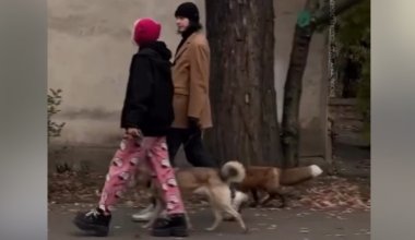 Хищник на улицах Алматы: специалисты прокомментировали нашумевшее видео